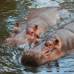 Hippos