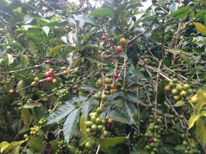Santa Letecia Coffee